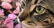 Chrome joined the competition — help win amazing prizes! animal, cat, close_up, couch, ears, floral, fur, green_eyes, home, indoor, nose, paws, pet, photography, pink_flowers, portrait, sharp_focus, striped_fur, tabby, whiskers