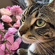 Chrome joined the competition — help win amazing prizes! animal, cat, close_up, cuddleable, curious, ears, feline, flowers, green_eyes, home, indoor, paw, pet, pink_flowers, portrait, sharp_focus, soft_background, striped_fur, tabby, whiskers