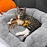 Chrome joined the competition — help win amazing prizes! animal, cat, cat_bed, cozy, ears, eyes, face, feather_toy, indoor, kitten, lying_down, pet, plush_bed, portrait, pumpkin, striped_fur, tabby, toy, whiskers, white_paws