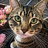 Chrome joined the competition — help win amazing prizes! alert, animal, black_stripes, brown_fur, cat, close_up, cute, ears, face, flowers, green_eyes, home_decor, indoor, looking_at_camera, pet, portrait, sitting, striped_fur, tabby, whiskers