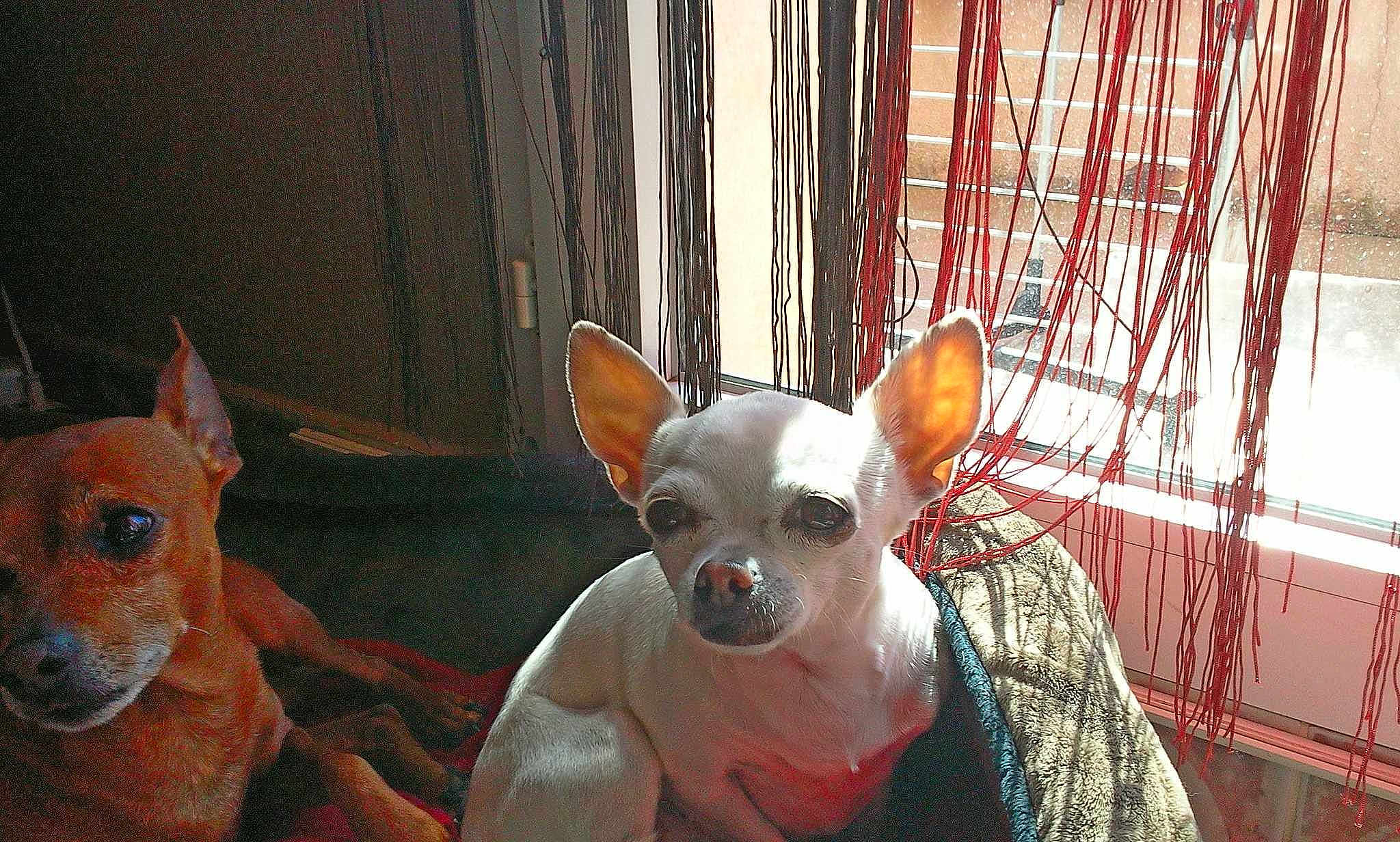 Bianca participe au concours pour gagner de l'argent avec cette photo :