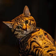Mouse joined the competition — help win amazing prizes! cat, tabby, green_eyes, curious, portrait, pet, animal, feline, whiskers, ears, striped, closeup, indoor, warm_lighting, looking, head_tilt, fur, focus, mammal, domestic_animal