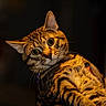 cat, tabby, green_eyes, curious, portrait, pet, animal, feline, whiskers, ears, striped, closeup, indoor, warm_lighting, looking, head_tilt, fur, focus, mammal, domestic_animal