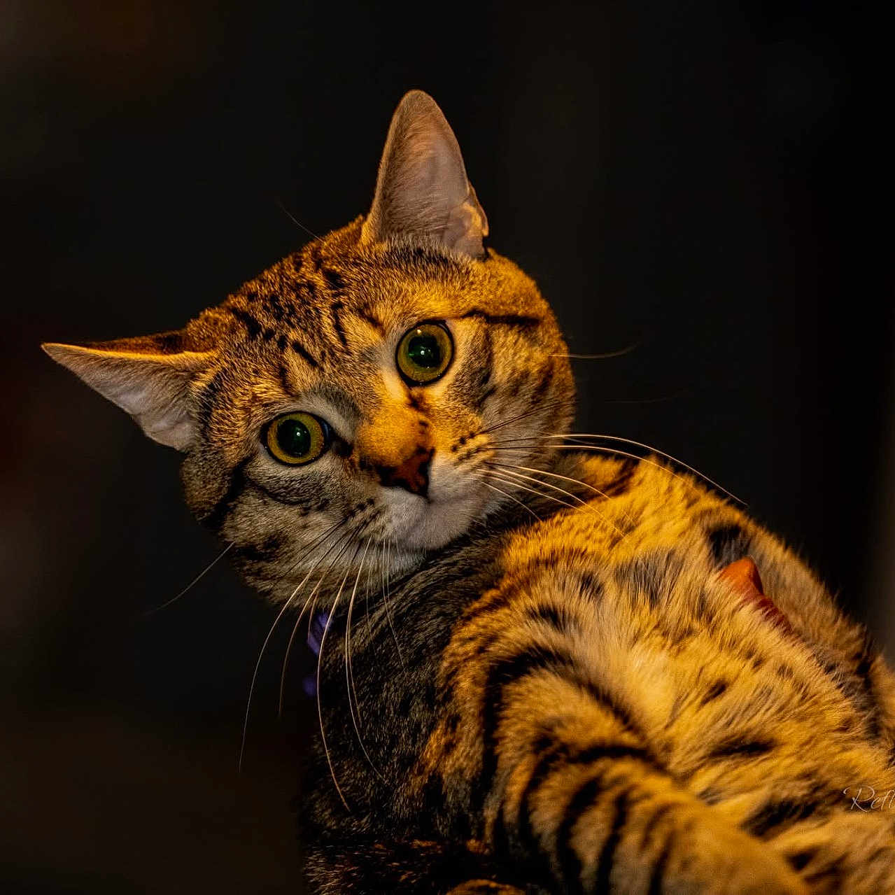 Mouse joined the competition — help win amazing prizes! cat, tabby, green_eyes, curious, portrait, pet, animal, feline, whiskers, ears, striped, closeup, indoor, warm_lighting, looking, head_tilt, fur, focus, mammal, domestic_animal