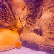 Mouse is registered to the contest to win money with this photo: adorable, animal, cat, closeup, cozy, cute, fur, indoor, kitten, peaceful, pet, plush_toy, purple_background, resting, sleeping, snuggling, soft, tabby, tiny, young_cat