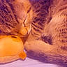 adorable, animal, cat, closeup, cozy, cute, fur, indoor, kitten, peaceful, pet, plush_toy, purple_background, resting, sleeping, snuggling, soft, tabby, tiny, young_cat