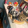 Mouse joined the competition — help win amazing prizes! alert, animal, argyle_pattern, bottles, cat, closeup, clutter, containers, countertop, curious, domestic, feline, indoor, kitchen, pet, portrait, soft_focus, sweater, tabby_cat, wearing_clothes