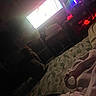 Mouse joined the competition — help win amazing prizes! animal, bed, blanket, bottle, cable, cat, cozy, dark, electronics, furniture, glow, indoor, led_lights, night, pet, room, screen, shadow, silhouette, tv