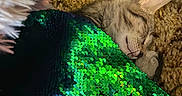 Mouse is registered to the contest to win money with this photo: animal, blanket, carpet, cat, closeup, comfort, cozy, cute, domestic, ear, fur, green, indoor, nap, peaceful, pet, resting, sequin_blanket, sleeping, texture