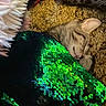 animal, blanket, carpet, cat, closeup, comfort, cozy, cute, domestic, ear, fur, green, indoor, nap, peaceful, pet, resting, sequin_blanket, sleeping, texture
