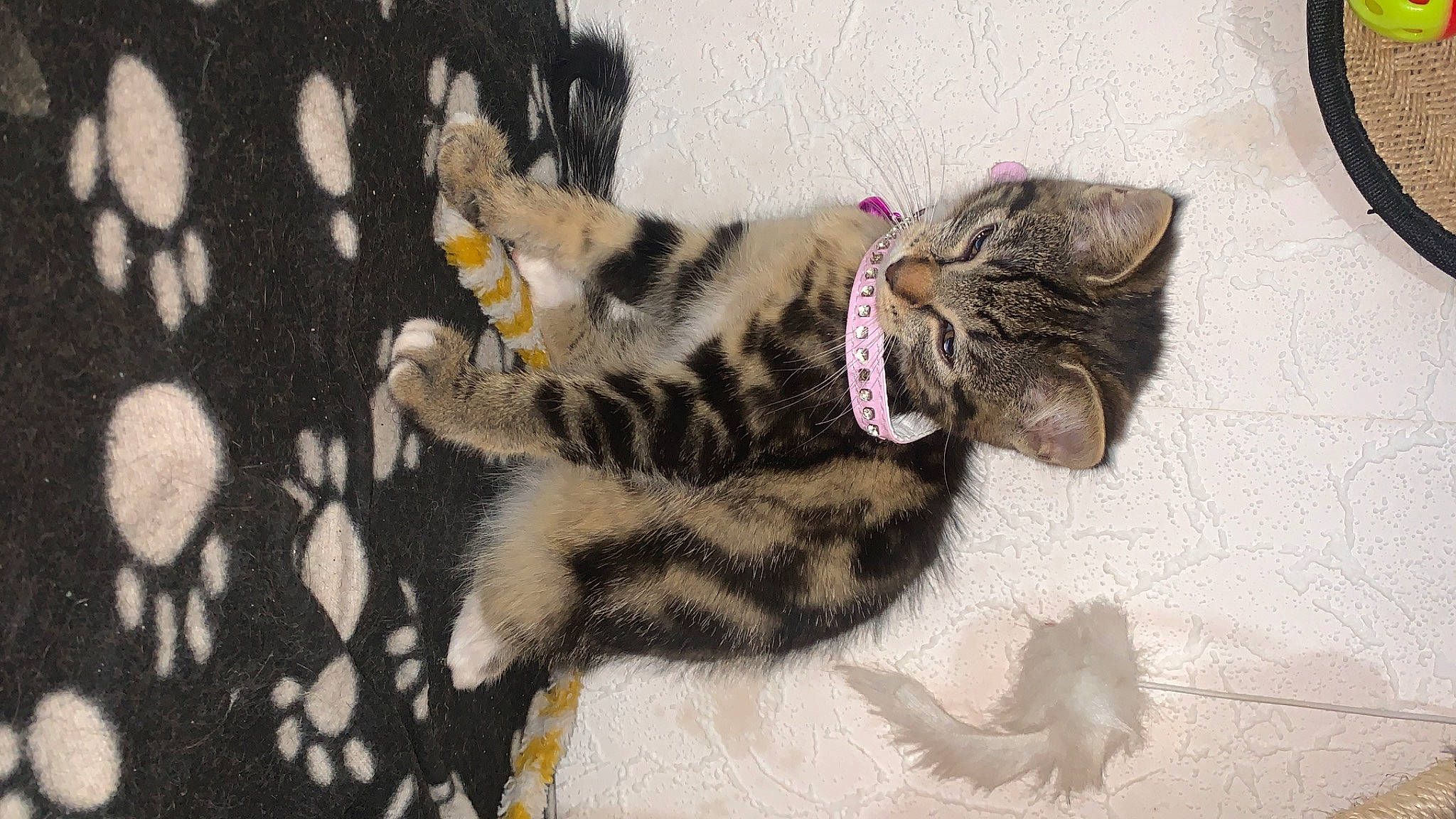 Irïs participe au concours pour gagner de l'argent avec cette photo : art, carnivore, cat, claw, comfort, domestic_short_haired_cat, felidae, foot, fur, pattern, paw, small_to_medium_sized_cats, snout, tail, terrestrial_animal, whiskers