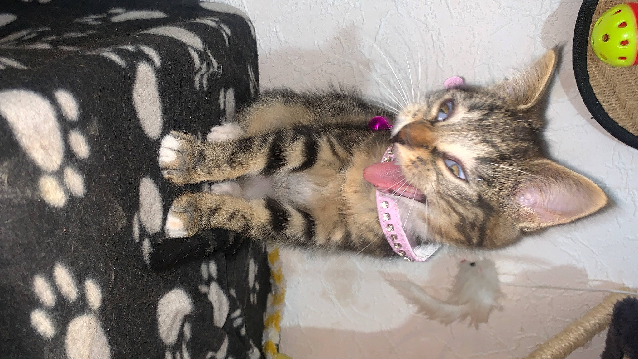 Irïs participe au concours pour gagner de l'argent avec cette photo : carnivore, cat, claw, comfort, domestic_short_haired_cat, fawn, felidae, foot, fur, nap, pattern, paw, sleep, small_to_medium_sized_cats, snout, tail, whiskers