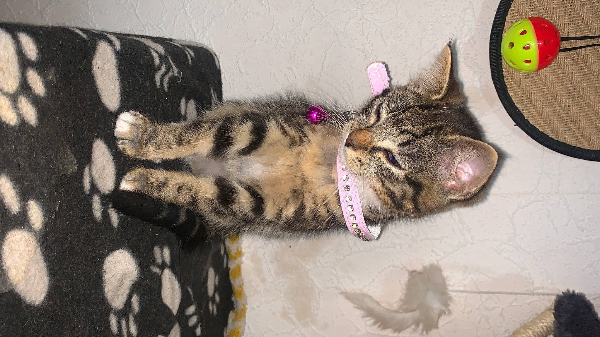 Irïs a rejoint le concours — aidez-le/la à gagner de superbes lots ! carnivore, cat, circle, claw, comfort, domestic_short_haired_cat, felidae, fur, natural_material, pattern, paw, small_to_medium_sized_cats, snout, tail, terrestrial_animal, whiskers