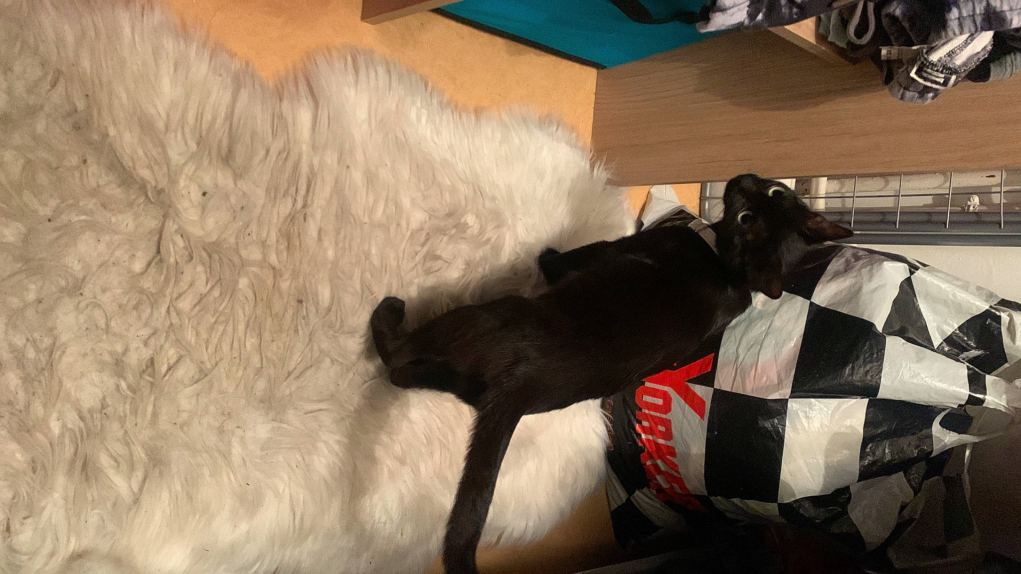 Saphire a rejoint le concours — aidez-le/la à gagner de superbes lots ! carmine, carnivore, comfort, companion_dog, dog, dog_breed, dog_supply, felidae, flooring, fur, grey, guard_dog, hardwood, small_to_medium_sized_cats, snout, sporting_group, tail, toy_dog, whiskers, working_animal