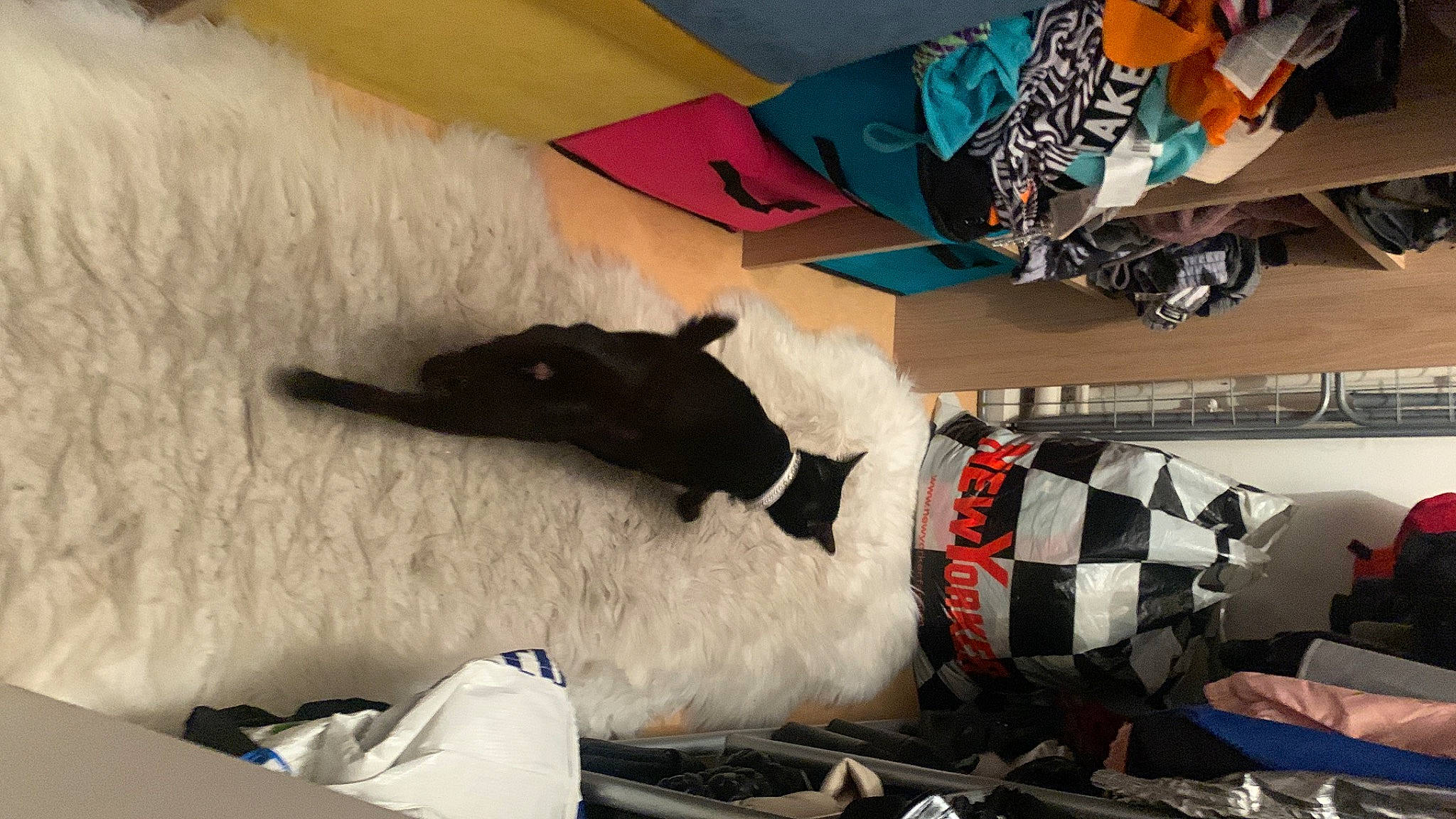 Saphire participe au concours pour gagner de l'argent avec cette photo : art, canidae, carmine, carnivore, cat, comfort, companion_dog, felidae, flooring, fur, human_leg, linens, room, small_to_medium_sized_cats, sporting_group, tail, textile, thigh