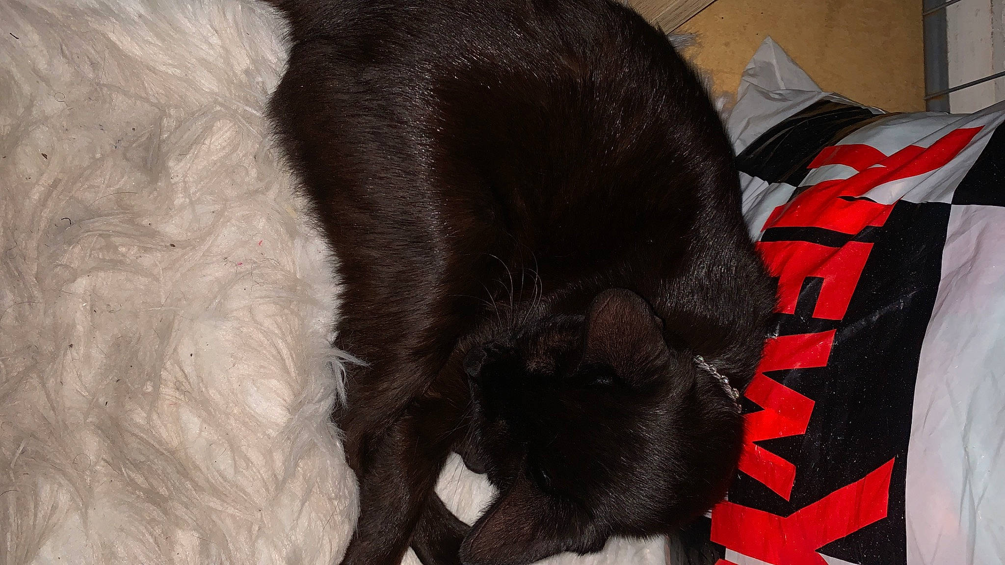 Saphire participe au concours pour gagner de l'argent avec cette photo : automotive_tire, black_cat, bombay, canidae, carmine, carnivore, claw, comfort, companion_dog, dog, dog_breed, felidae, fur, small_to_medium_sized_cats, snout, sporting_group, tail, terrestrial_animal, whiskers, working_animal