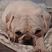 Doug The Pug joined the competition — help win amazing prizes! dog, pug, pet, sleepy, face, paw, blanket, cozy, cute, animal, indoor, fur, snout, resting, closeup, companion, cute_animal, domestic_animal, cute_pet, relaxed