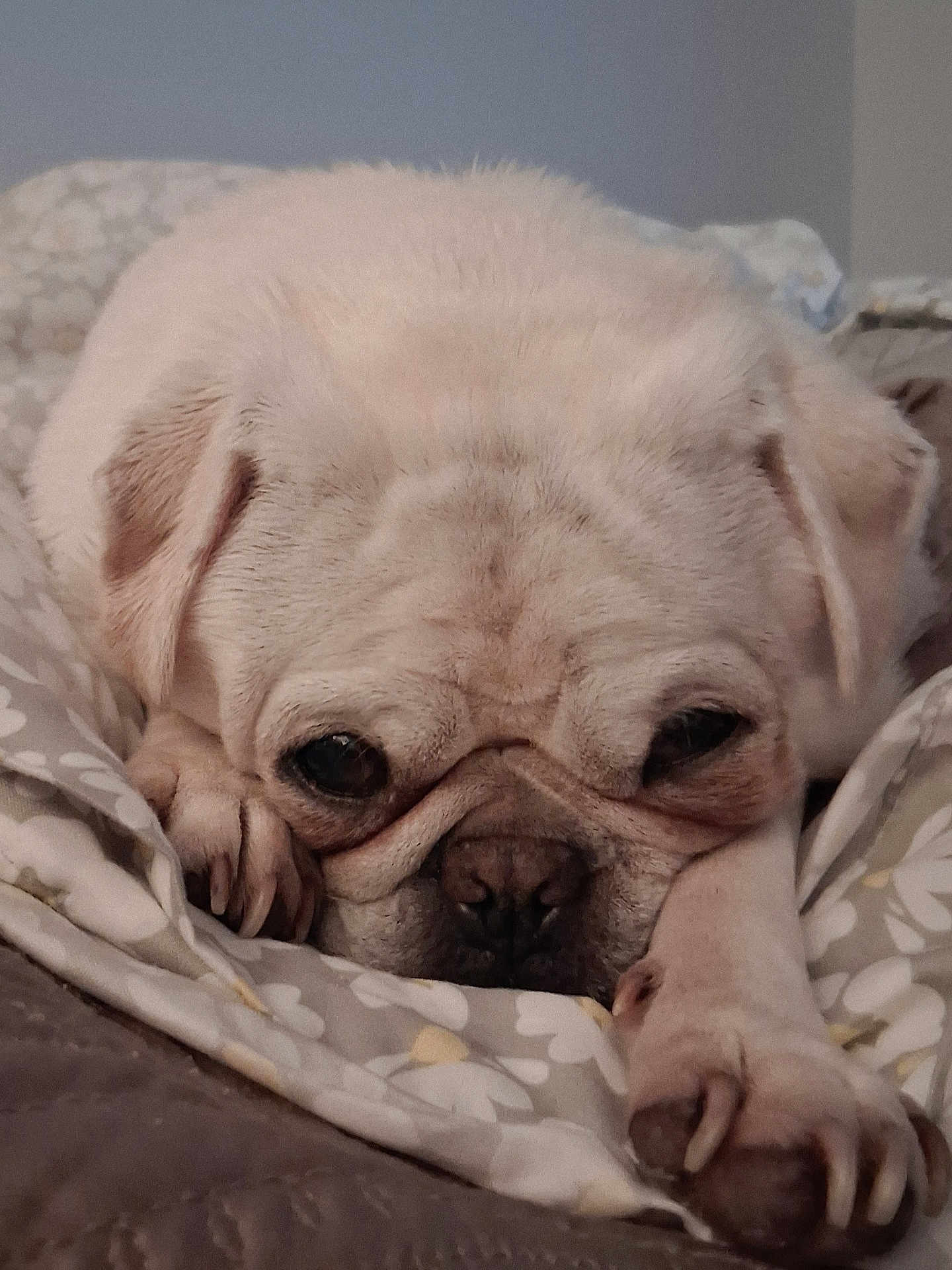 Doug The Pug