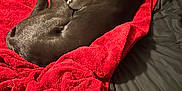 Franklin is registered to the contest to win money with this photo: animal, bed, black_dog, black_fur, blanket, comfort, cozy, dog, fur, furniture, home, indoor, ipad, paw, pet, red_blanket, relaxing, resting, sleeping, tablet