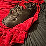 animal, bed, black_dog, black_fur, blanket, comfort, cozy, dog, fur, furniture, home, indoor, ipad, paw, pet, red_blanket, relaxing, resting, sleeping, tablet