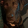 Franklin joined the competition — help win amazing prizes! animal, black_dog, canine, close_up, companion, cute, dog, domestic_animal, ears, eyes, floor, fur, home, indoor, looking_up, mammal, nose, pet, portrait, waiting