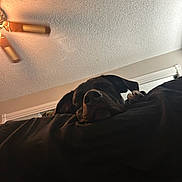 Franklin joined the competition — help win amazing prizes! animal, black_dog, blanket, ceiling_fan, comfort, couch, cozy, dog, ears, fur, home, indoor, nap, pet, quiet, relaxation, resting, sleeping, snout, window