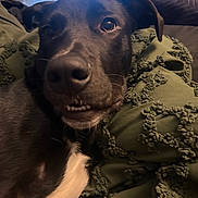 Franklin is registered to the contest to win money with this photo: animal, black_dog, blanket, close_up, cozy, curious, dog, ears, expression, face, fur, green_blanket, indoor, lying_down, mouth_open, pet, soft_light, teeth_visible, texture, white_chest