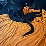 Franklin is registered to the contest to win money with this photo: animal, black_dog, blanket, comfort, couch, cozy, curious, dog, domestic_animal, fur, furniture, home, indoor, looking_up, orange_blanket, pet, pillow, relaxing, resting, tail