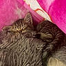 animal, blanket, comfort, cozy, cute, fluffy, fur, gray, indoor, kitten, pet, pink, relaxation, resting, sleeping, snuggling, soft, tabby, tail, warm