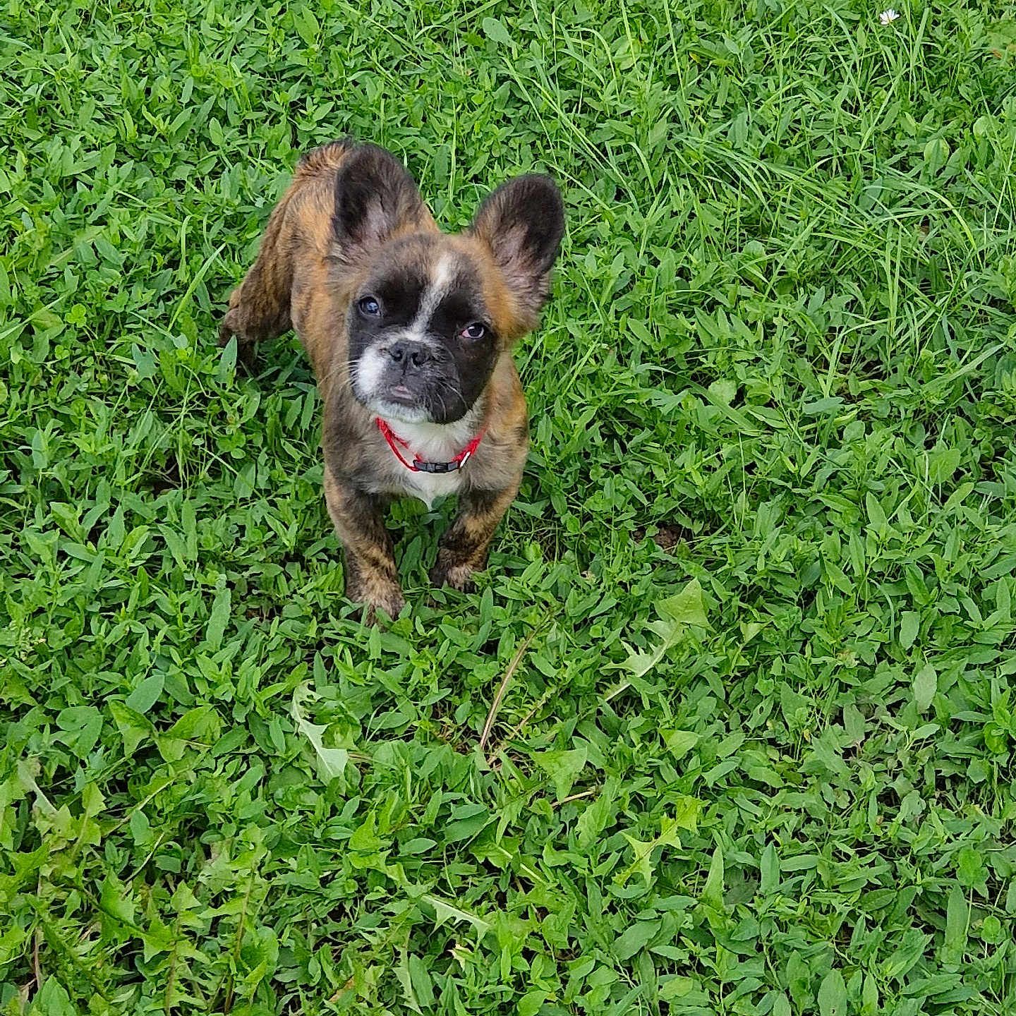 Vaiana