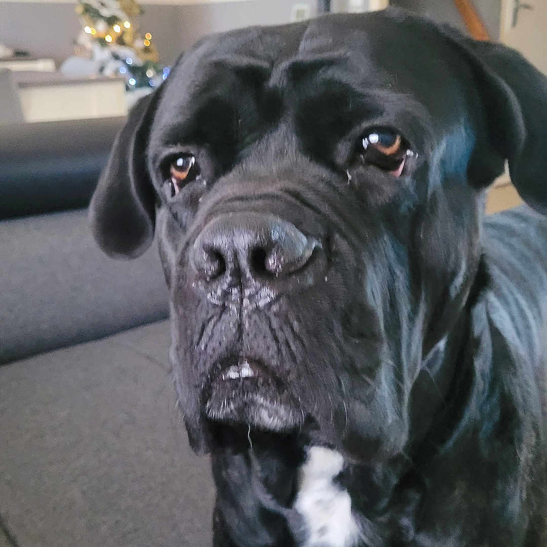 Radjah a rejoint le concours — aidez-le/la à gagner de superbes lots ! animal, black_dog, canine, christmas_tree, close_up, companion, couch, cute, dog, domestic_animal, furniture, holiday_lights, home, household, indoor, living_room, mammal, pet, portrait, relaxed