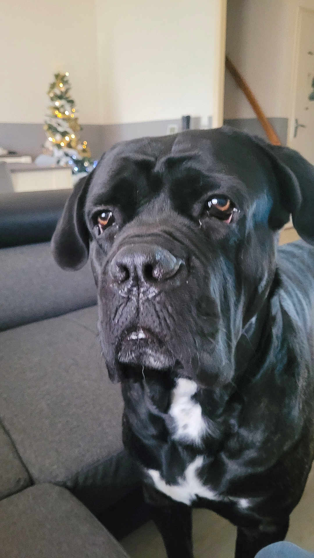 Radjah a rejoint le concours — aidez-le/la à gagner de superbes lots ! animal, black_dog, canine, christmas_tree, close_up, companion, couch, cute, dog, domestic_animal, furniture, holiday_lights, home, household, indoor, living_room, mammal, pet, portrait, relaxed