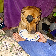 Buddy joined the competition — help win amazing prizes! dog, eye_patch, paper_plate, person, hand, cat, blanket, indoor, furniture, purple_blanket, floral_pattern, milk_jug, cozy, pet, animal, resting, domestic, table, feeding, casual