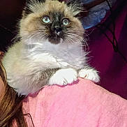 Freya is registered to the contest to win money with this photo: cat, fluffy, blue_eyes, pet, shoulder, person, pink_shirt, indoor, curious, whiskers, feline, domestic_animal, fur, cute, animal, companion, closeup, face, paws, mammal