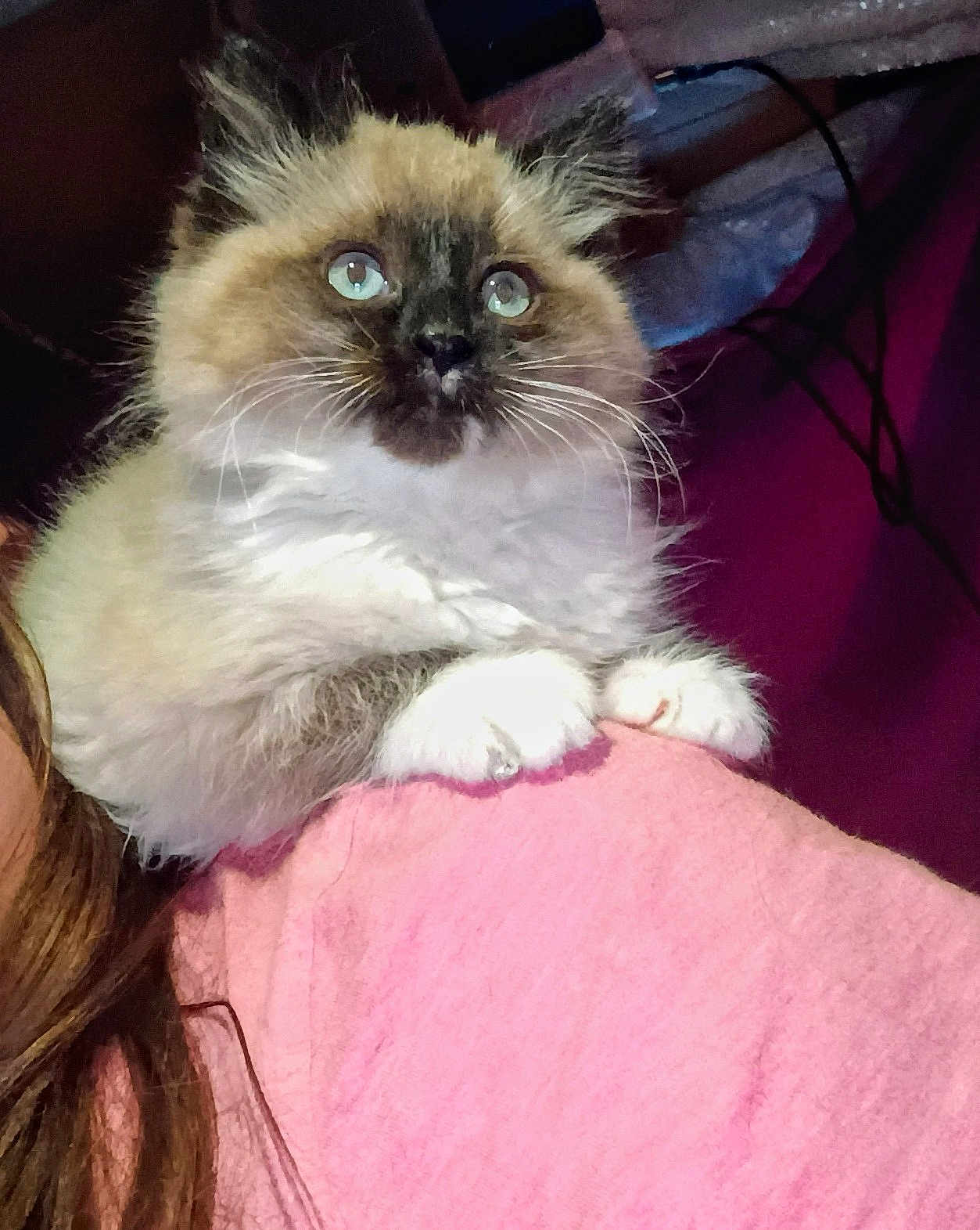 Freya is registered to the contest to win money with this photo: cat, fluffy, blue_eyes, pet, shoulder, person, pink_shirt, indoor, curious, whiskers, feline, domestic_animal, fur, cute, animal, companion, closeup, face, paws, mammal