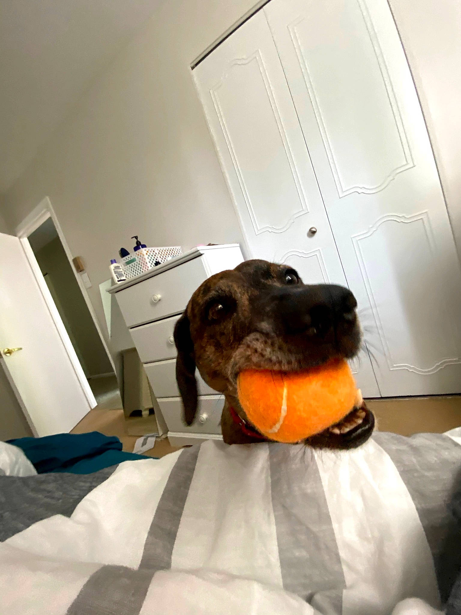 Harlee is registered to the contest to win money with this photo: cabinetry, carnivore, comfort, companion_dog, dog, dog_breed, dog_clothes, drawer, fawn, flooring, fur, linens, room, snout, stuffed_toy, terrestrial_animal, toy, whiskers, wood, working_animal