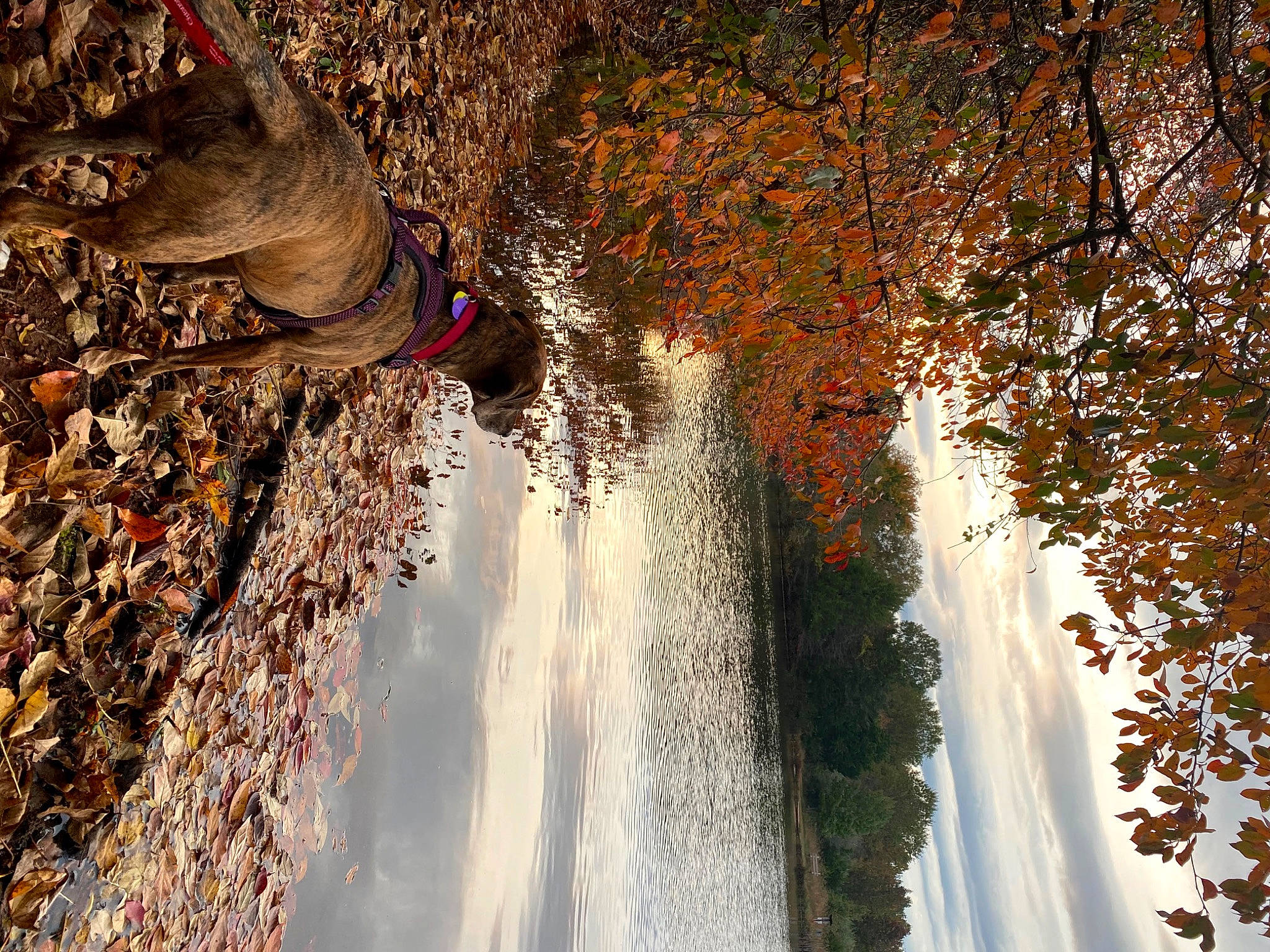 Harlee is registered to the contest to win money with this photo: body_of_water, branch, formation, freezing, geological_phenomenon, landscape, leaf, natural_landscape, nature, plant, sky, sunlight, tints_and_shades, tree, trunk, twig, water, watercourse, wood, woody_plant