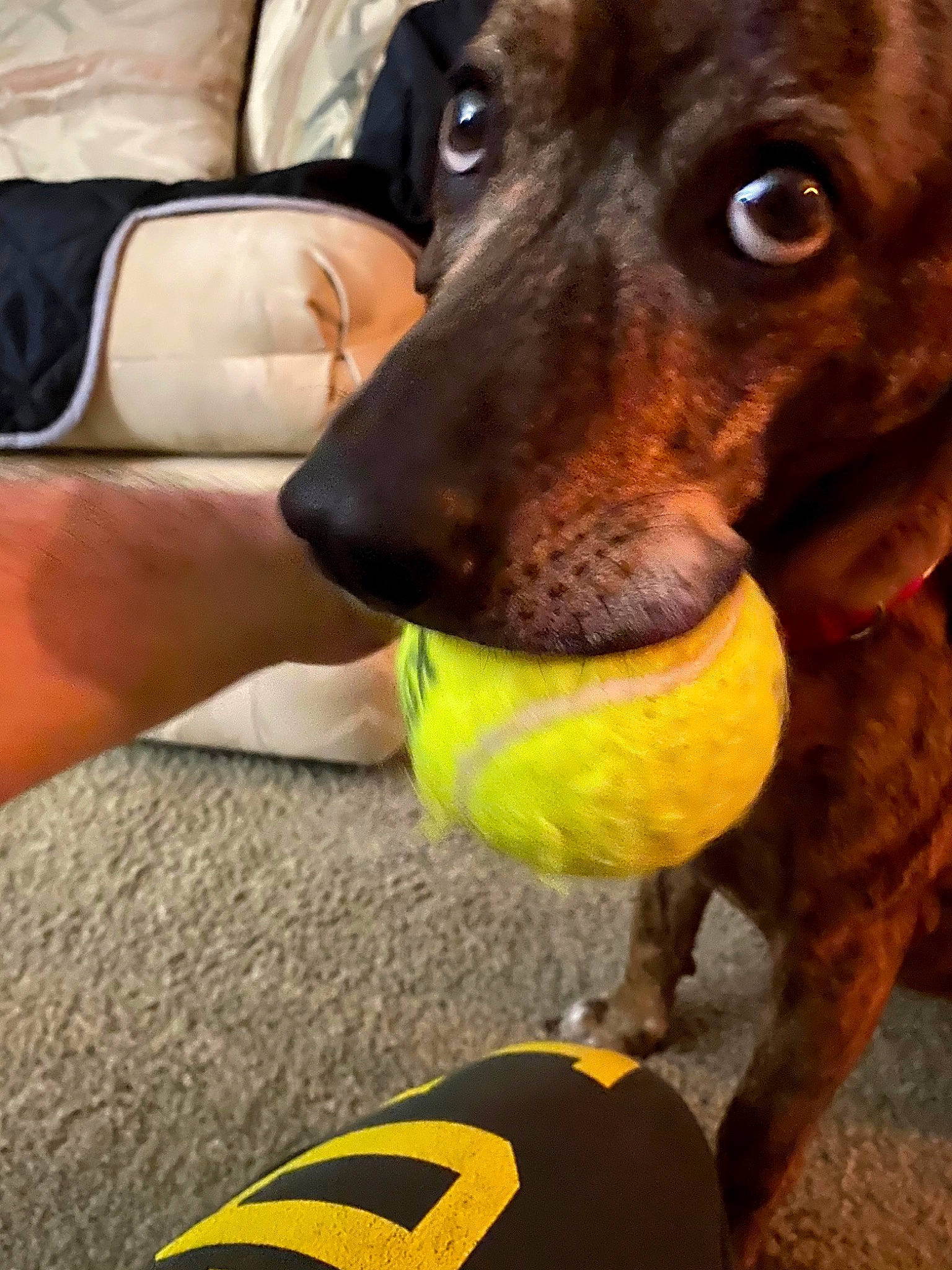 Harlee joined the competition — help win amazing prizes! bag, carnivore, collar, comfort, companion_dog, dog, dog_breed, dog_collar, dog_supply, fur, guard_dog, liver, luggage_and_bags, pet_supply, snout, tennis_ball, whiskers, working_animal, working_dog, yellow