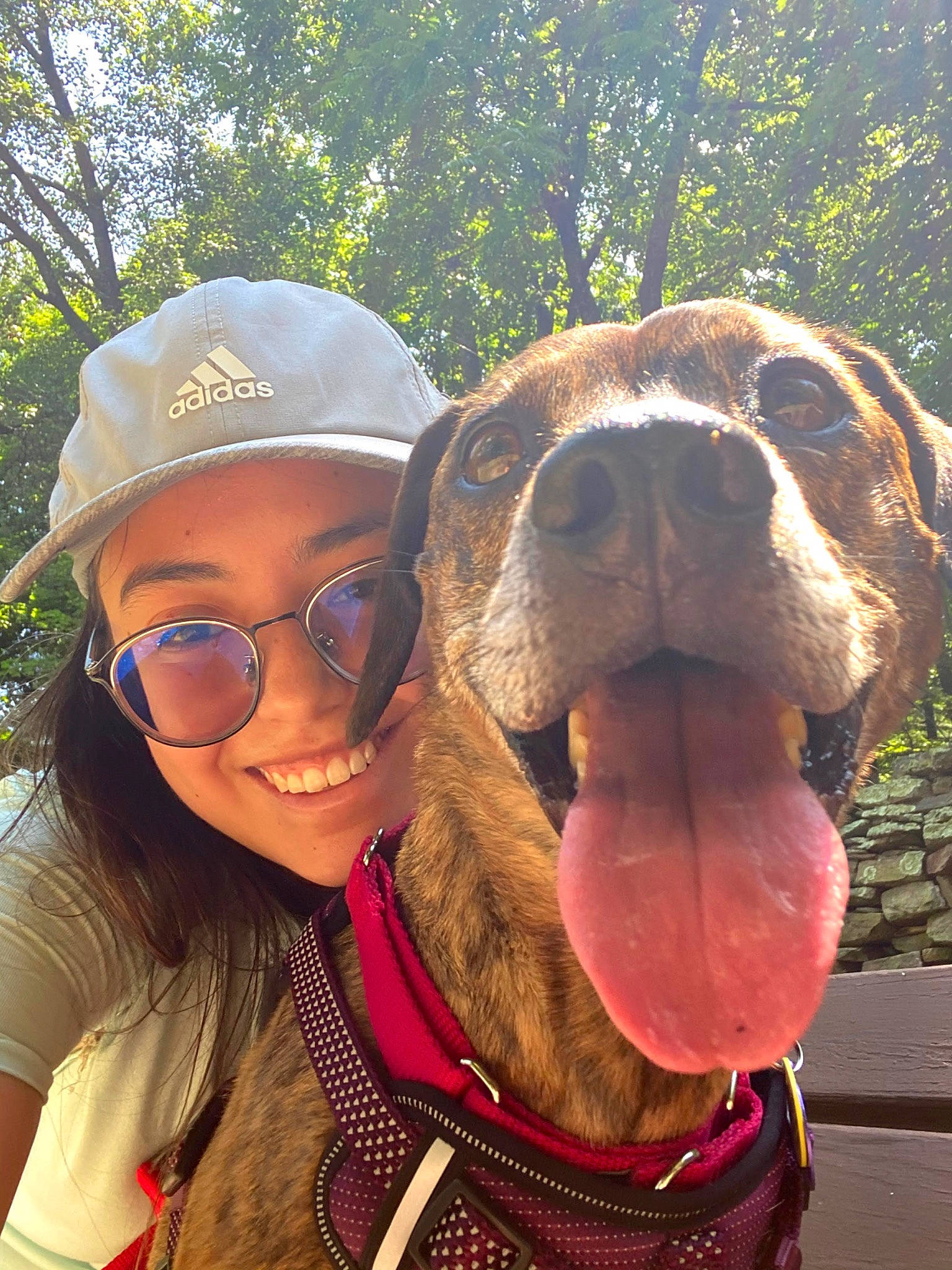 Harlee joined the competition — help win amazing prizes! baseball_cap, cap, carnivore, companion_dog, dog, dog_breed, eyewear, fawn, happy, hat, landscape, selfie, smile, snout, sun_hat, sunglasses, travel, tree, vision_care, working_animal