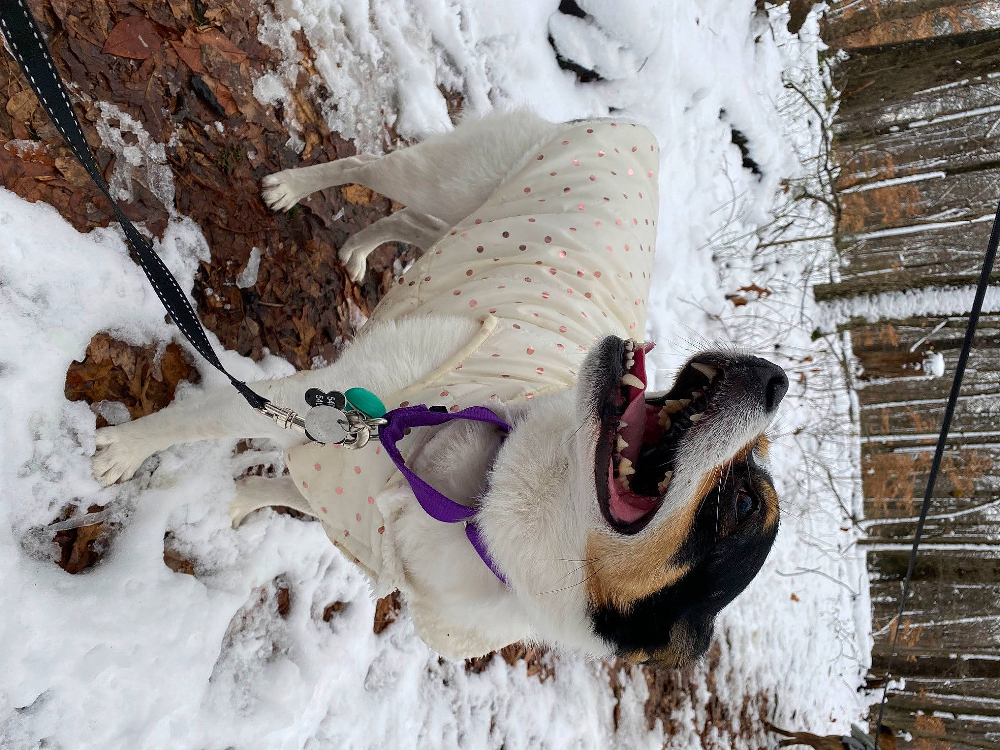 Suzie is registered to the contest to win money with this photo: beak, canidae, carnivore, dog_breed, fang, freezing, fur, ice_cap, jaw, recreation, slope, snout, snow, sporting_group, terrestrial_animal, twig, water, water_bird, winter, wood