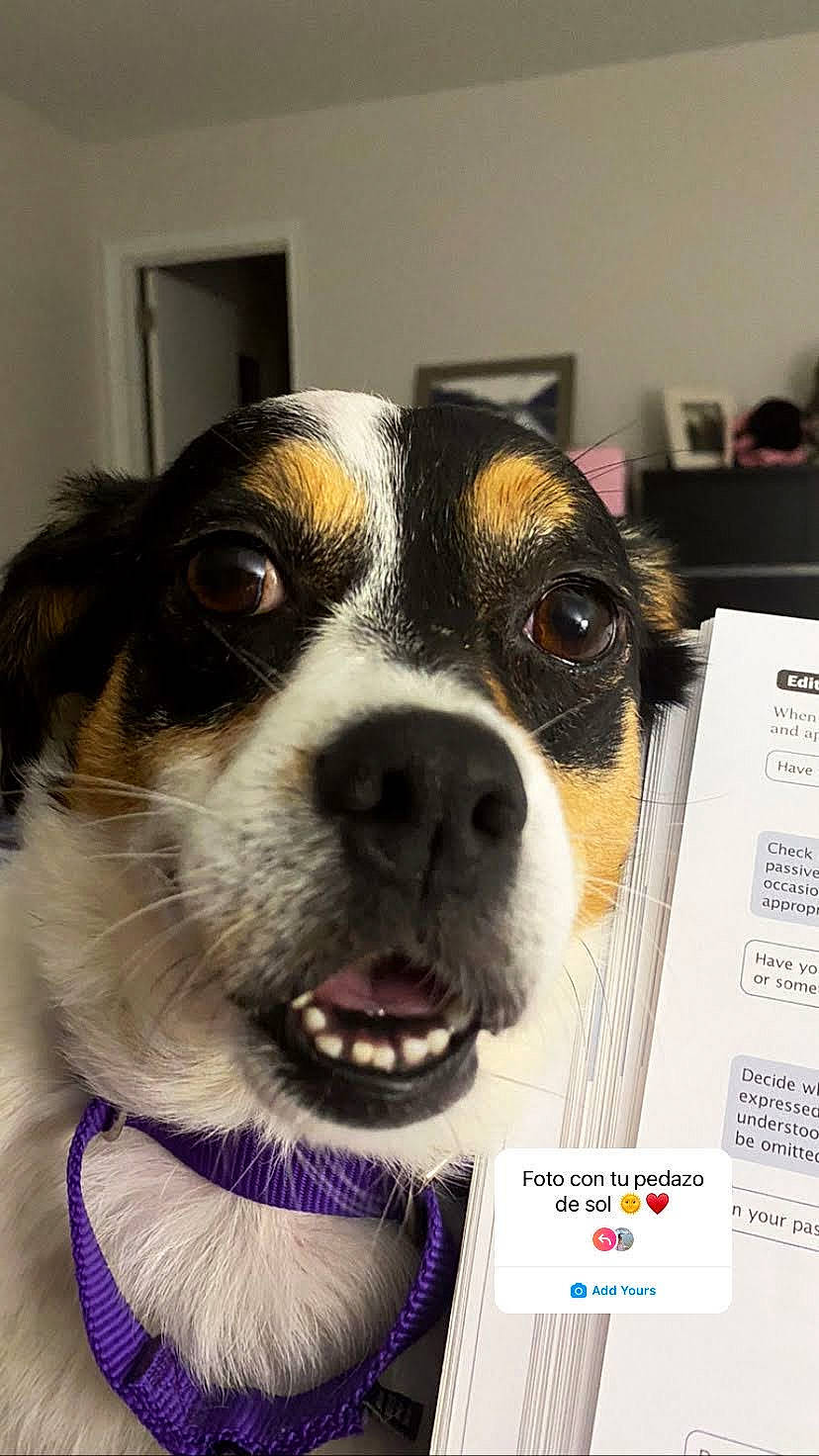 Suzie is registered to the contest to win money with this photo: box, canidae, carnivore, collar, companion_dog, dog, dog_breed, dog_collar, dog_supply, eyewear, fur, pet_supply, publication, puppy, snout, sporting_group, vision_care, whiskers, working_animal, working_dog