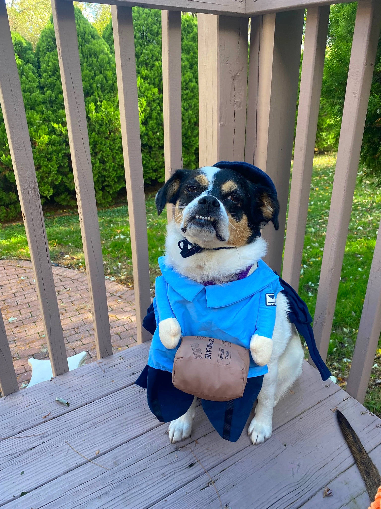 Suzie joined the competition — help win amazing prizes! canidae, carnivore, collar, companion_dog, dog, dog_breed, dog_supply, electric_blue, fawn, fence, grass, home_fencing, leisure, mammal, plant, snout, sporting_group, wood, working_animal, working_dog