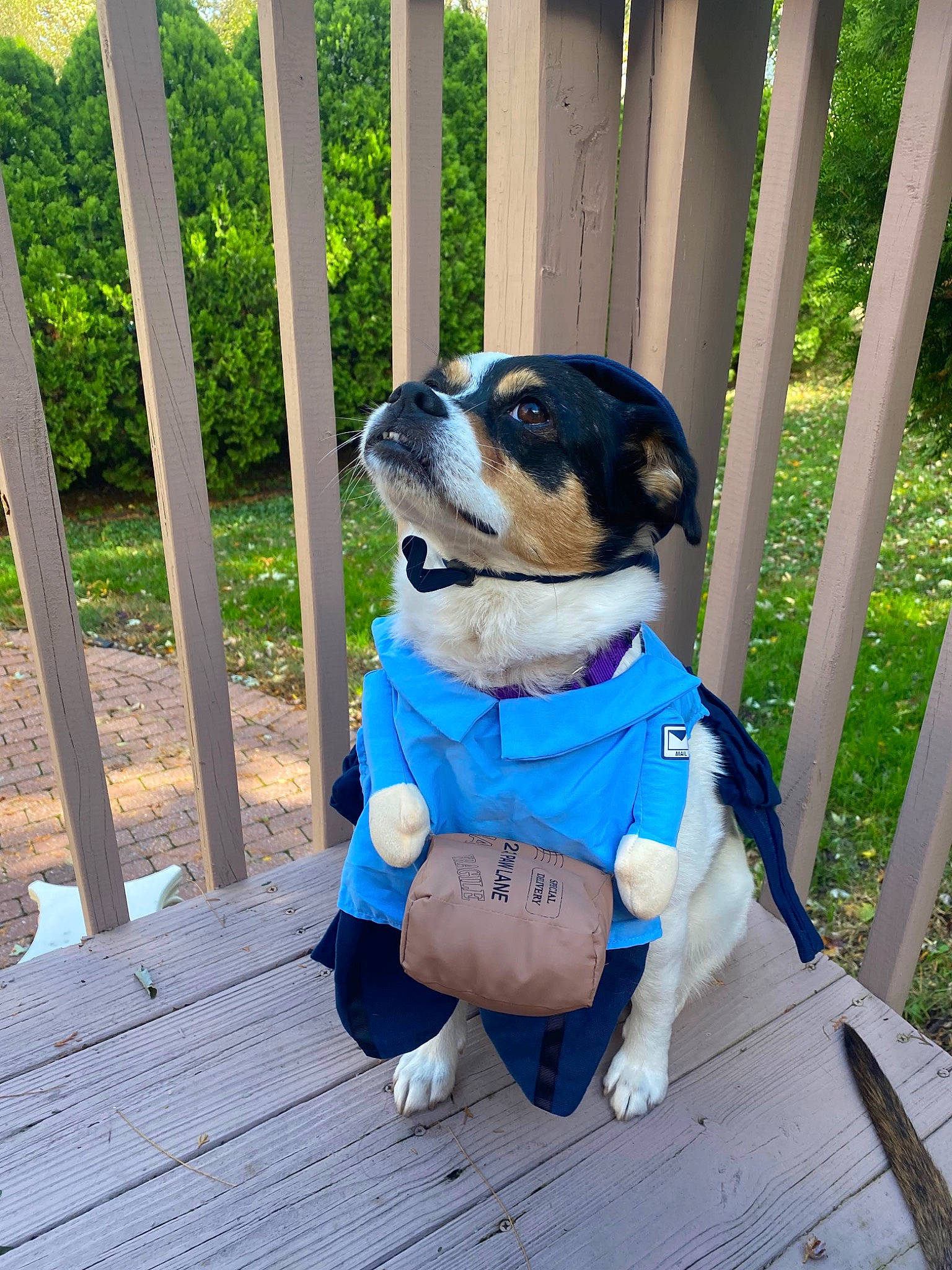 Suzie joined the competition — help win amazing prizes! canidae, carnivore, collar, companion_dog, dog, dog_breed, dog_clothes, dog_collar, dog_supply, electric_blue, fawn, fence, leash, leisure, pet_supply, plant, snout, sporting_group, sunglasses, wood