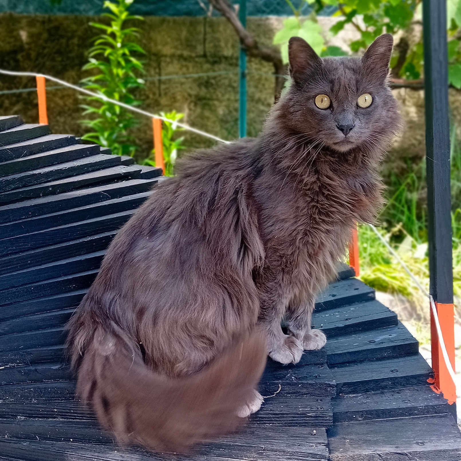 Simba participe au concours pour gagner de l'argent avec cette photo : animal, cat, closeup, curious, daylight, feline, fence, fluffy, fur, gray_cat, greenery, nature, outdoor, pet, portrait, sitting, tail_motion, texture, wooden_surface, yellow_eyes