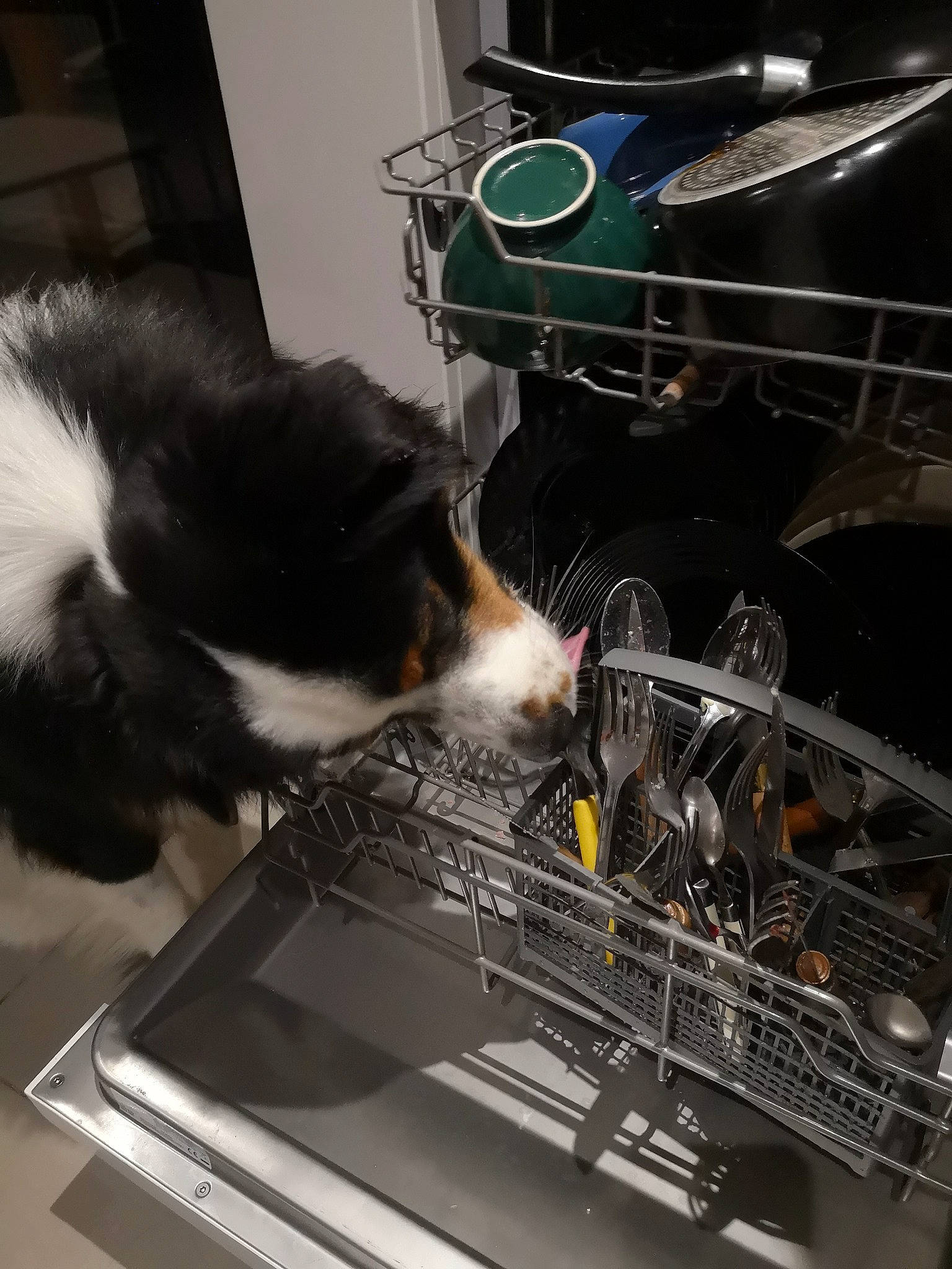 Paolo a rejoint le concours — aidez-le/la à gagner de superbes lots ! canidae, carnivore, cat, electronics, felidae, small_to_medium_sized_cats, sporting_group, whiskers