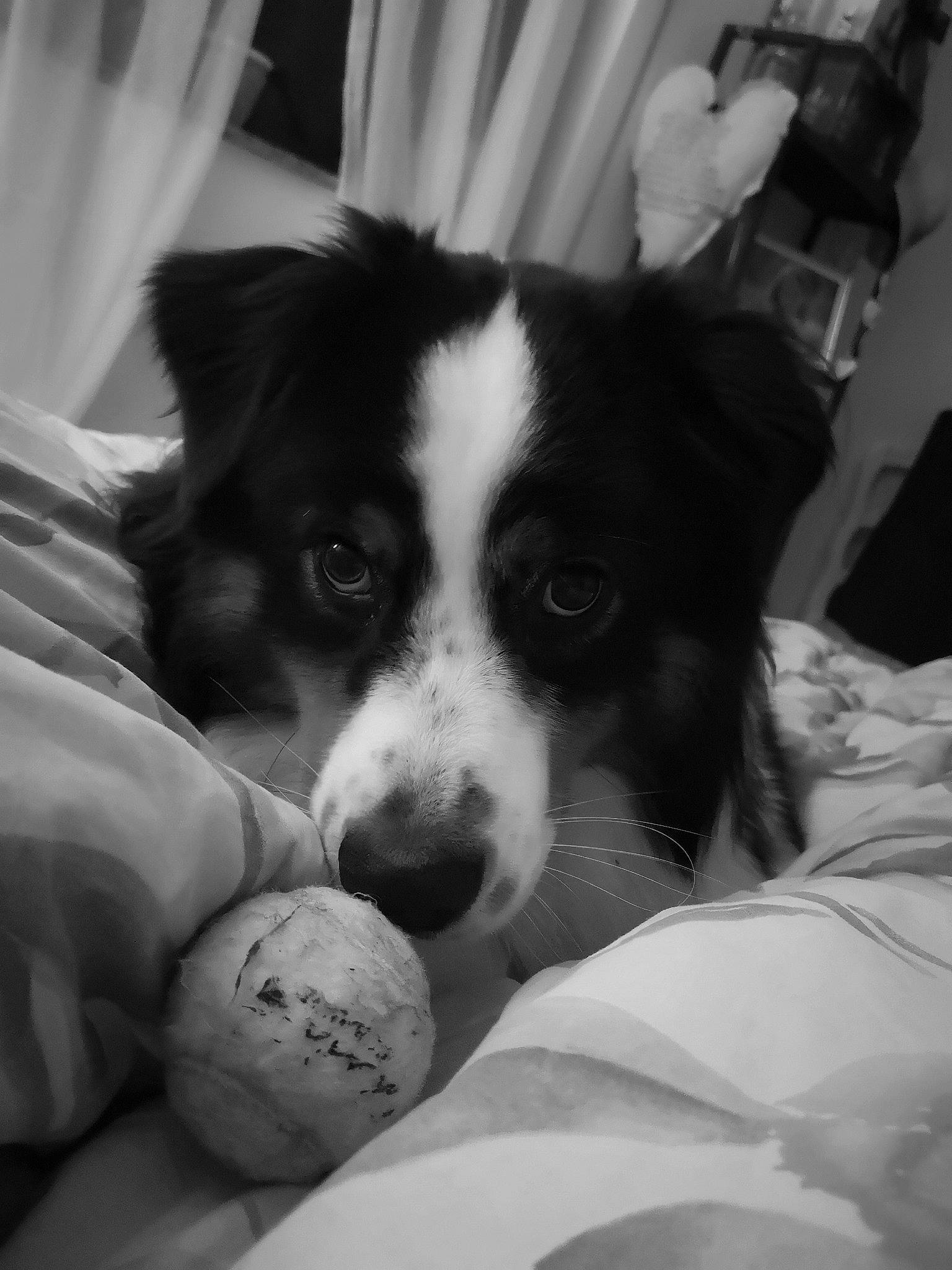 Paolo participe au concours pour gagner de l'argent avec cette photo : ball, black, black_and_white, border_collie, canidae, carnivore, companion_dog, danish_swedish_farmdog, dog, dog_breed, eye, mammal, monochrome, monochrome_photography, nose, puppy, snout, sporting_group, style, white