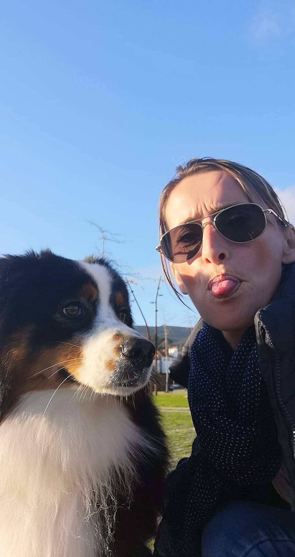 Paolo participe au concours pour gagner de l'argent avec cette photo : australian_shepherd, bernese_mountain_dog, canidae, carnivore, companion_dog, dog, dog_breed, mammal, miniature_australian_shepherd, phalene, sunglasses, working_dog