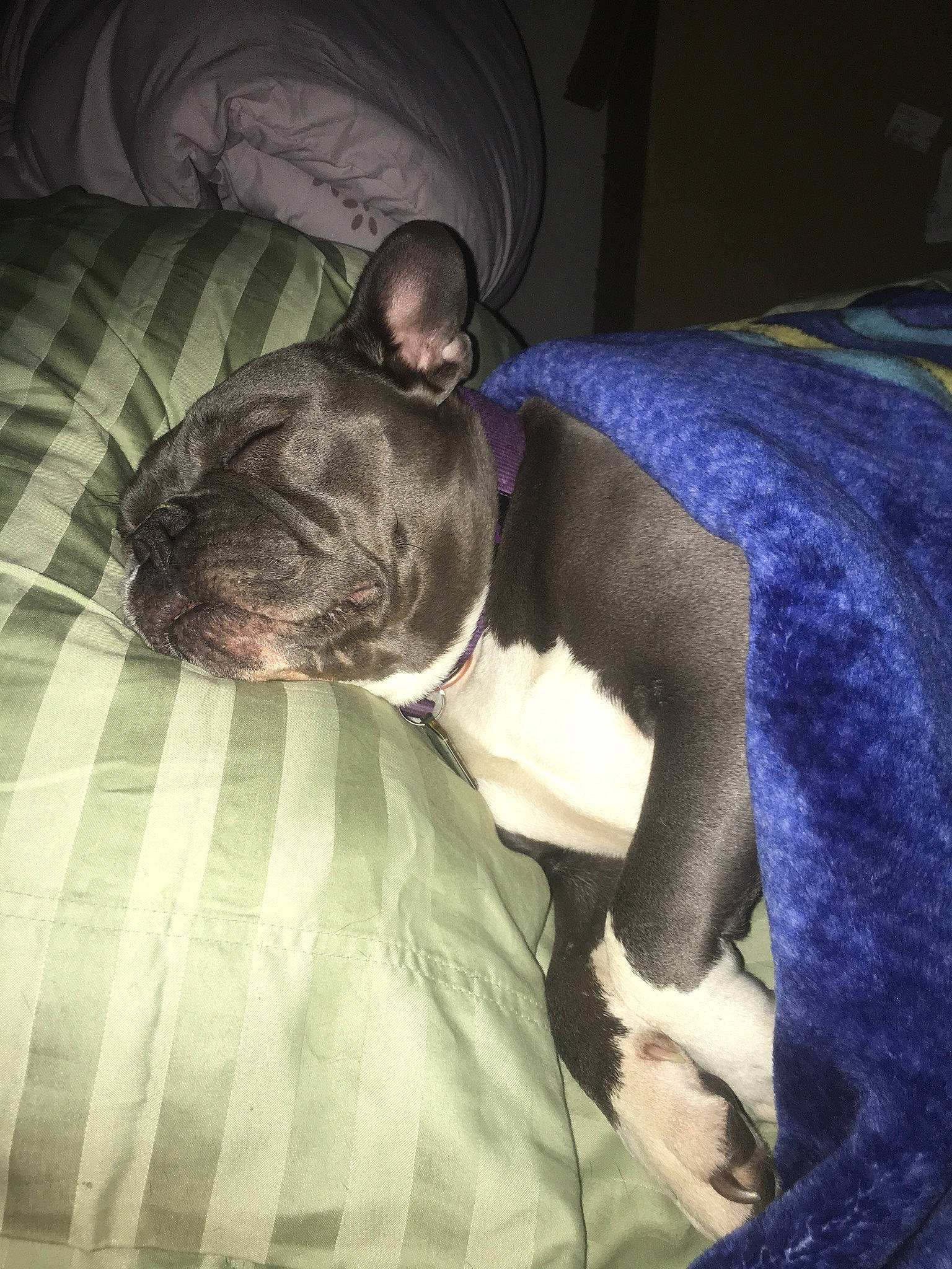 Roxy joined the competition — help win amazing prizes! bulldog, canidae, carnivore, collar, comfort, companion_dog, dog, dog_breed, fawn, french_bulldog, linens, liver, mammal, non_sporting_group, pet_supply, snout, terrestrial_animal, whiskers, working_animal, working_dog