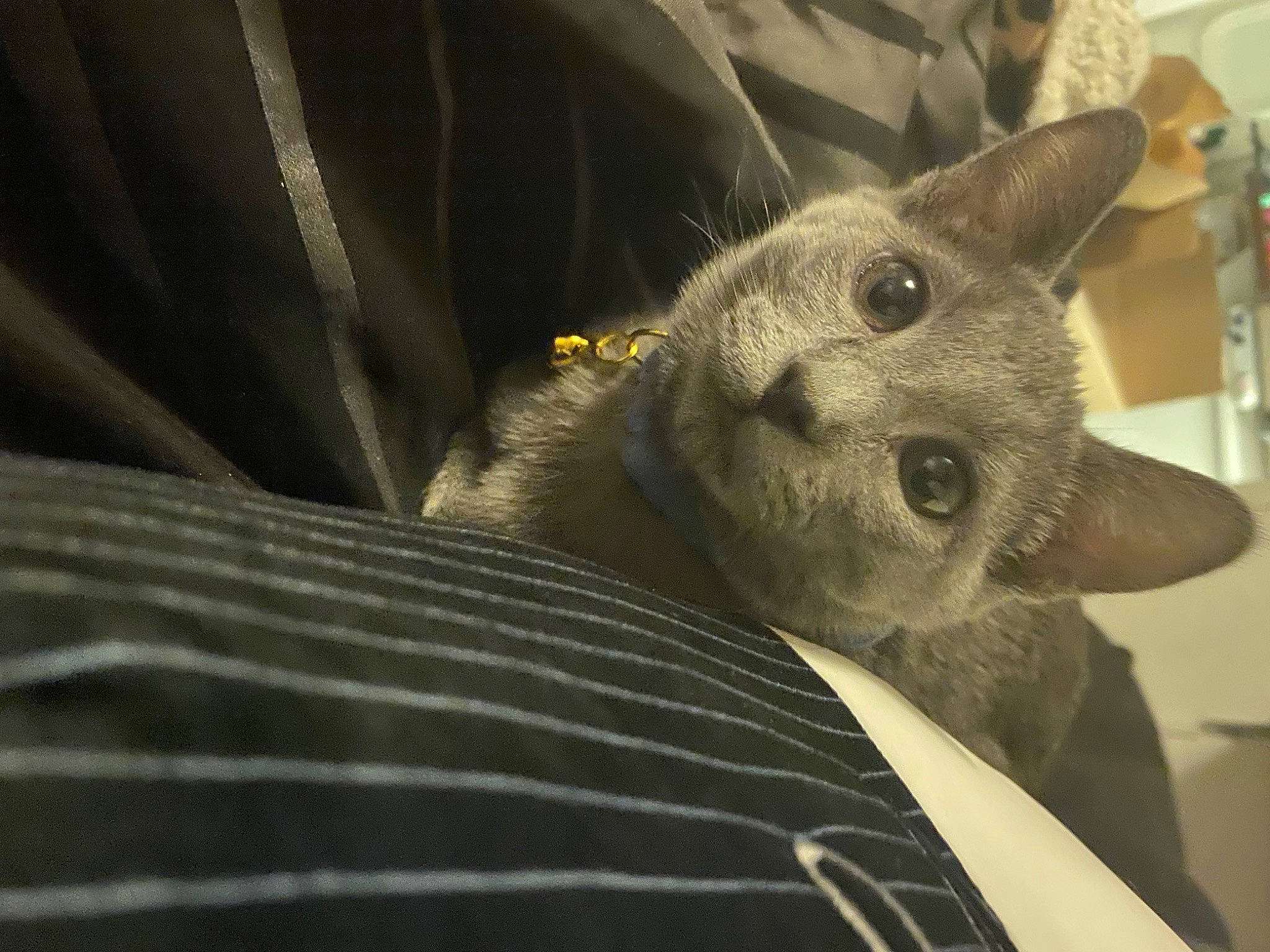 Farrah is registered to the contest to win money with this photo: carnivore, cat, comfort, domestic_short_haired_cat, felidae, fur, grey, russian_blue, small_to_medium_sized_cats, snout, terrestrial_animal, whiskers