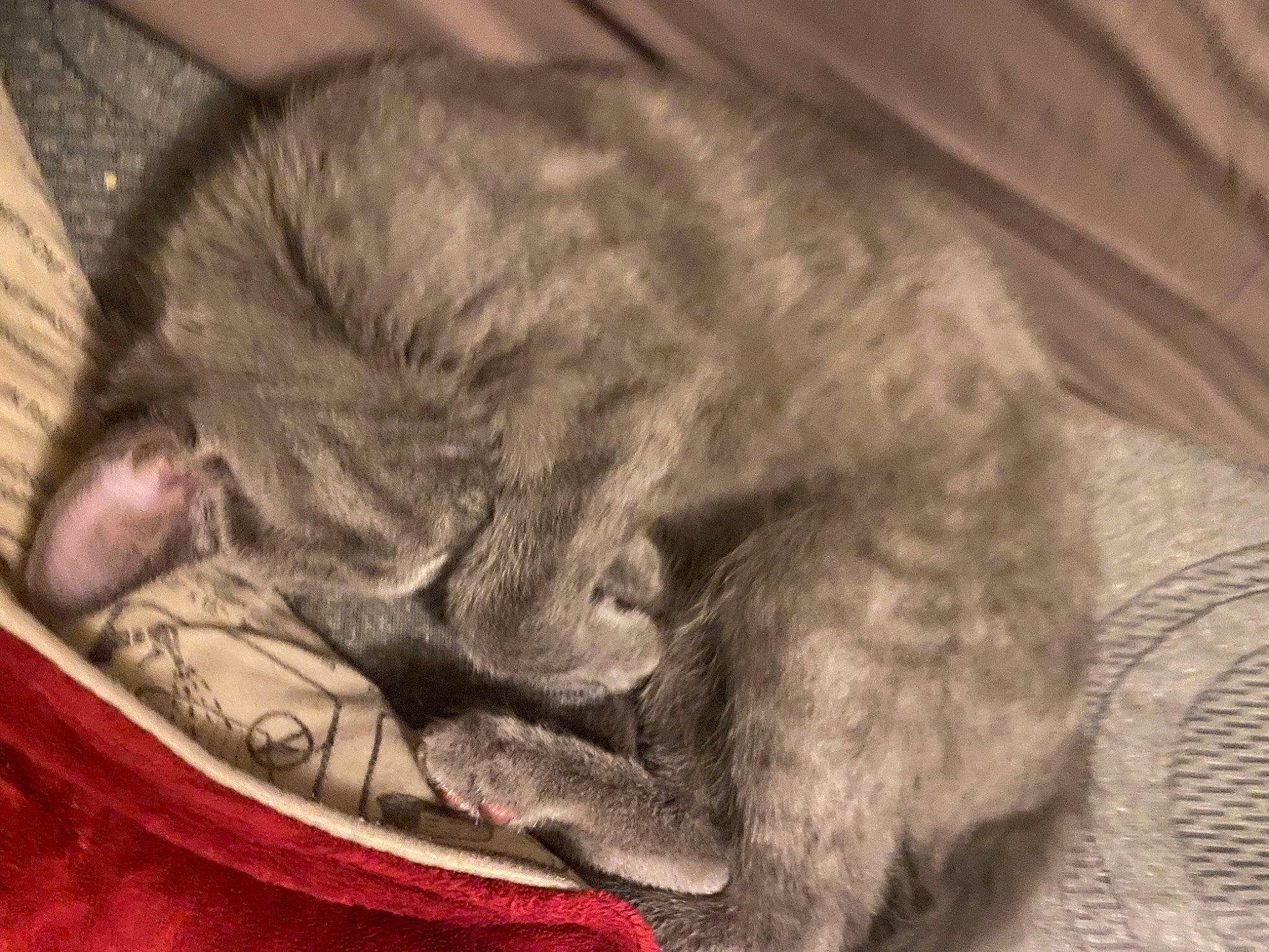 Farrah is registered to the contest to win money with this photo: bored, carnivore, cat, claw, comfort, domestic_short_haired_cat, ear, felidae, fur, grey, nap, paw, sitting, sleep, small_to_medium_sized_cats, snout, tail, terrestrial_animal, whiskers, wildlife